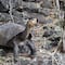 ¿La tortuga gigante de Galápagos está extinta? Nuevo descubrimiento probaría lo contrario