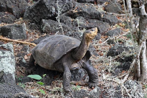 Tortuga de Galápagos "Fernanda".
