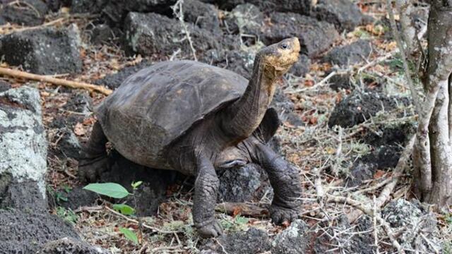 Tortuga gigante de Galápagos