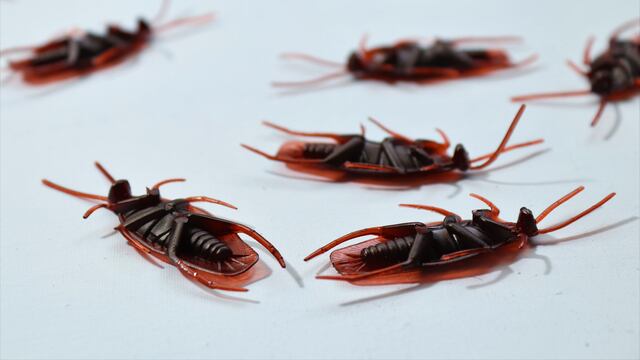 ¿Qué significa soñar con cucarachas?