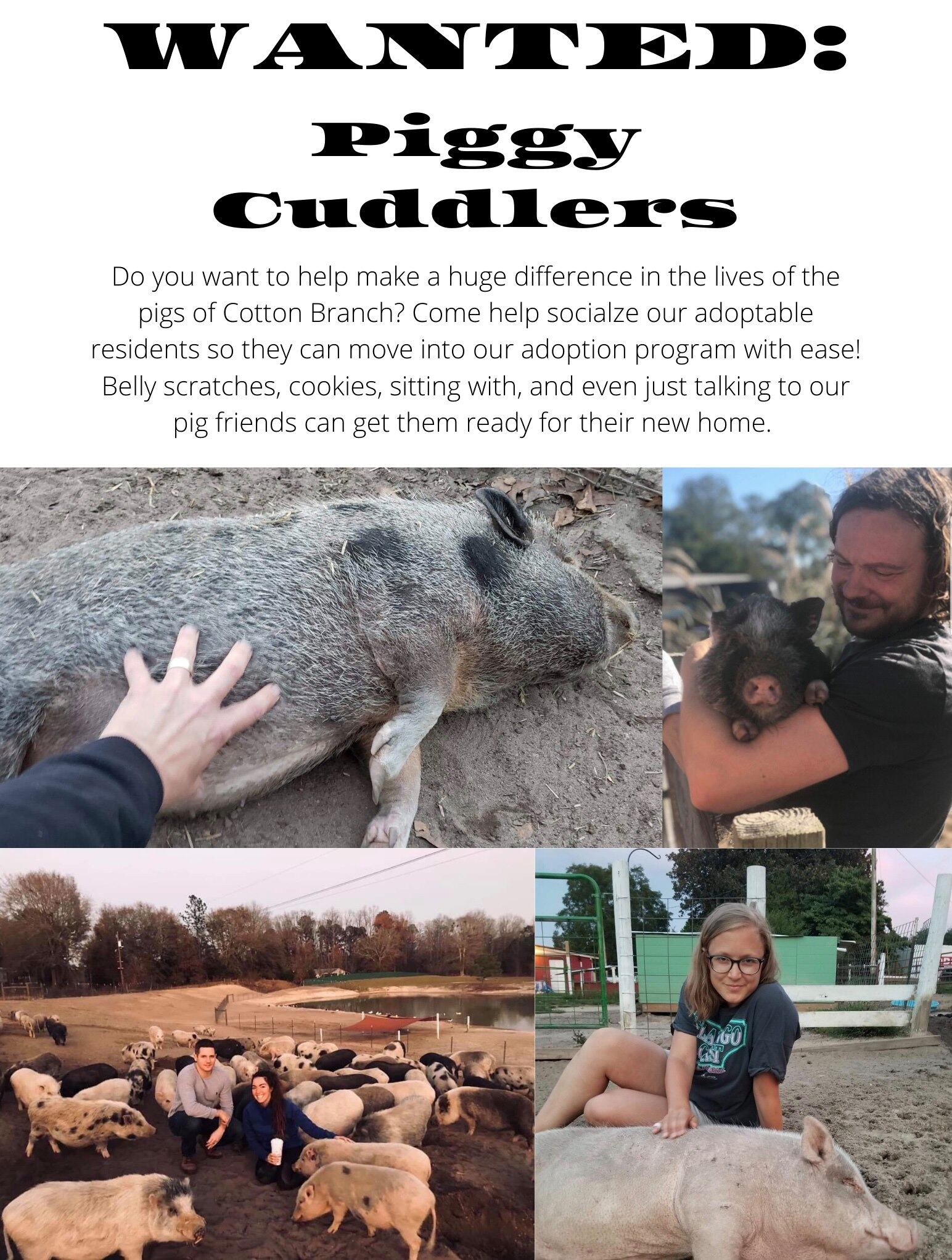 Cuida a un cerdito