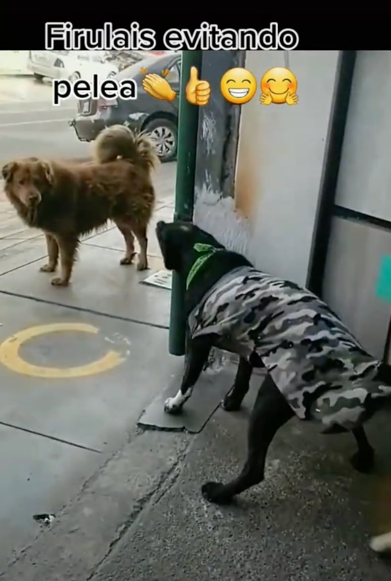 Perrito detiene pelea