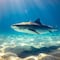 ¿Por qué hay tiburones en las playas? Los últimos ataques estarían relacionados con el cambio climático