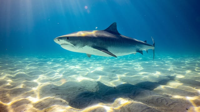 Tiburones de Brasil dieron positivo a cocaína en Río de Janeiro