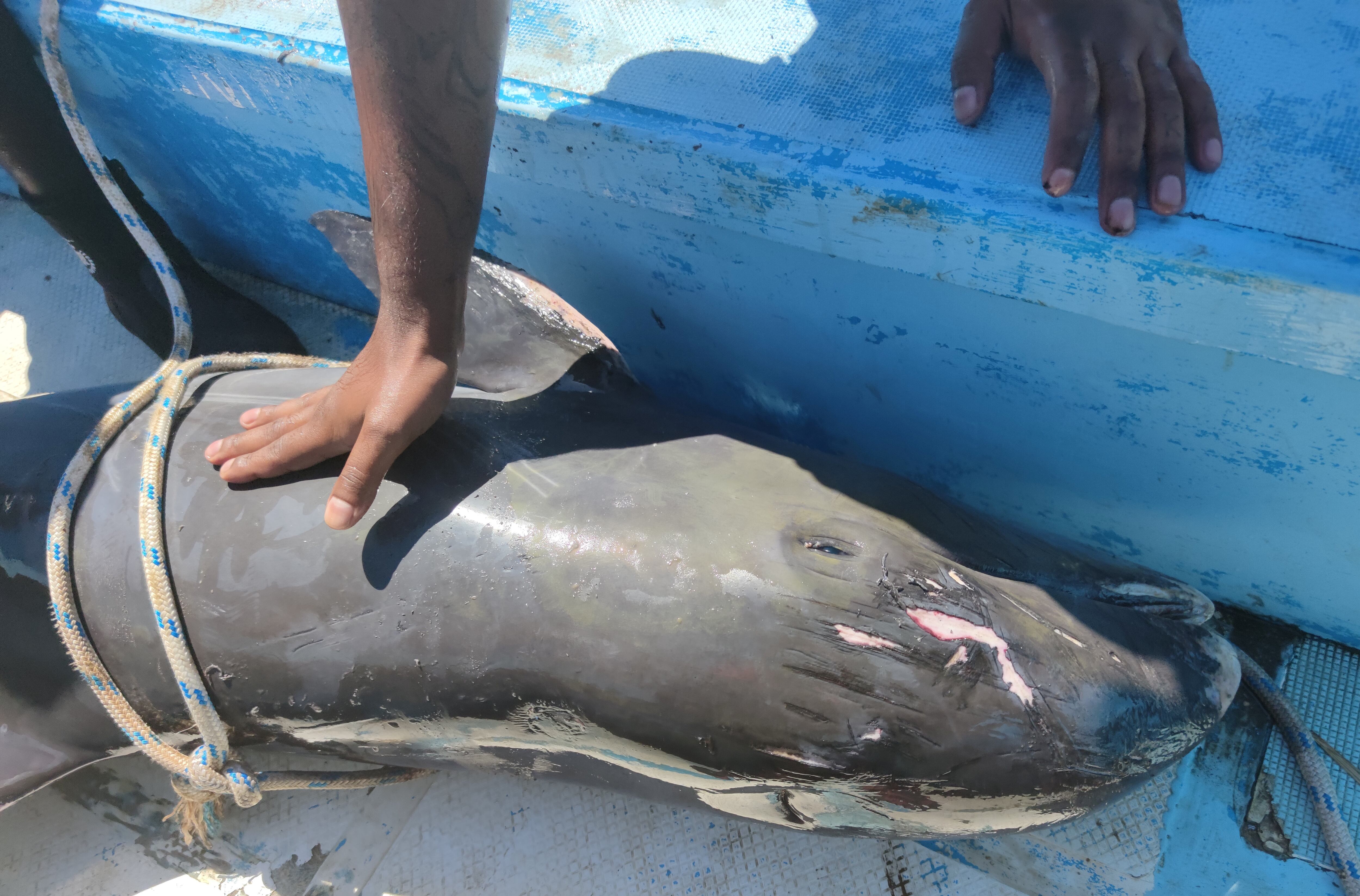 Delfines mueren en Mauricio