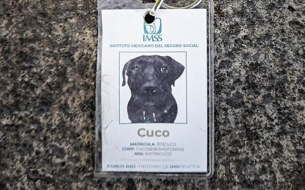 Credencial del IMSS de perro Cuco