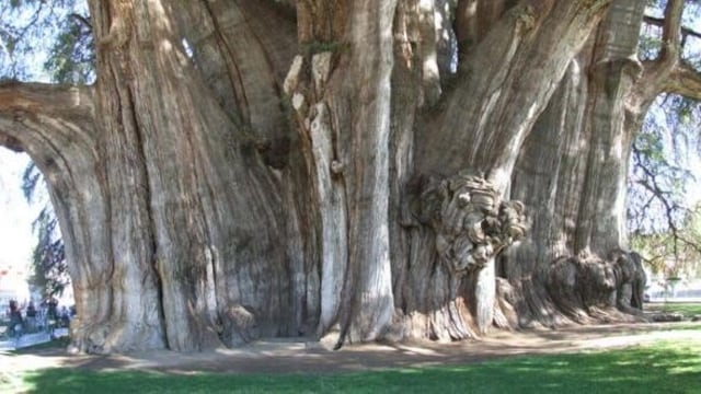Árbol del Tule: Identidad y orgullo Oaxaqueño