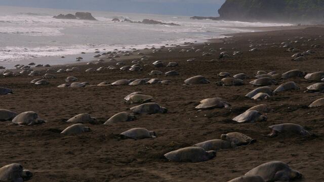 Tortugas Olive Ridley. Nuevamente en playas de India.