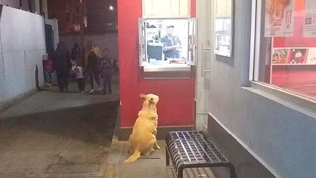 'Güero' tiene una patita lastimada por lo que se pide apoyo para ayudarlo