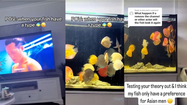 VIDEO: Dueña exhibe a sus peces en TikTok por tener preferencia por hombres asiáticos