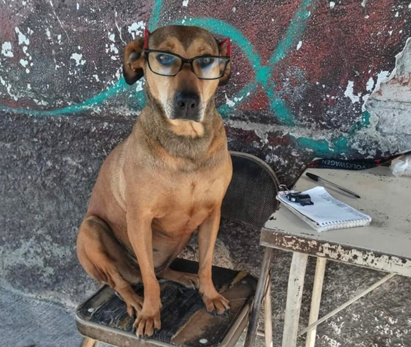 Canela, la perrita checadora de rutas de combis en Pachuca