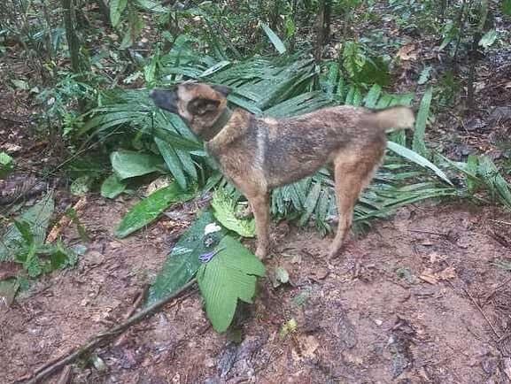 Wilson, el perro rescatista perdido en la selva de Colombia.