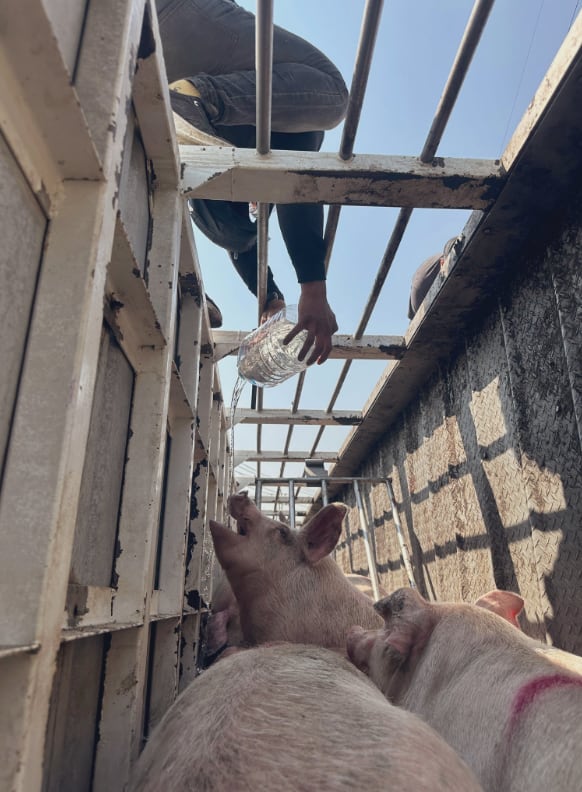 Activistas ayudando a cerditos accidentados