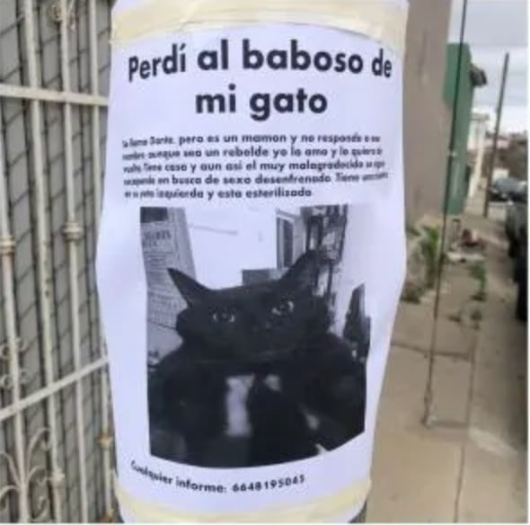 Se perdio otro gato