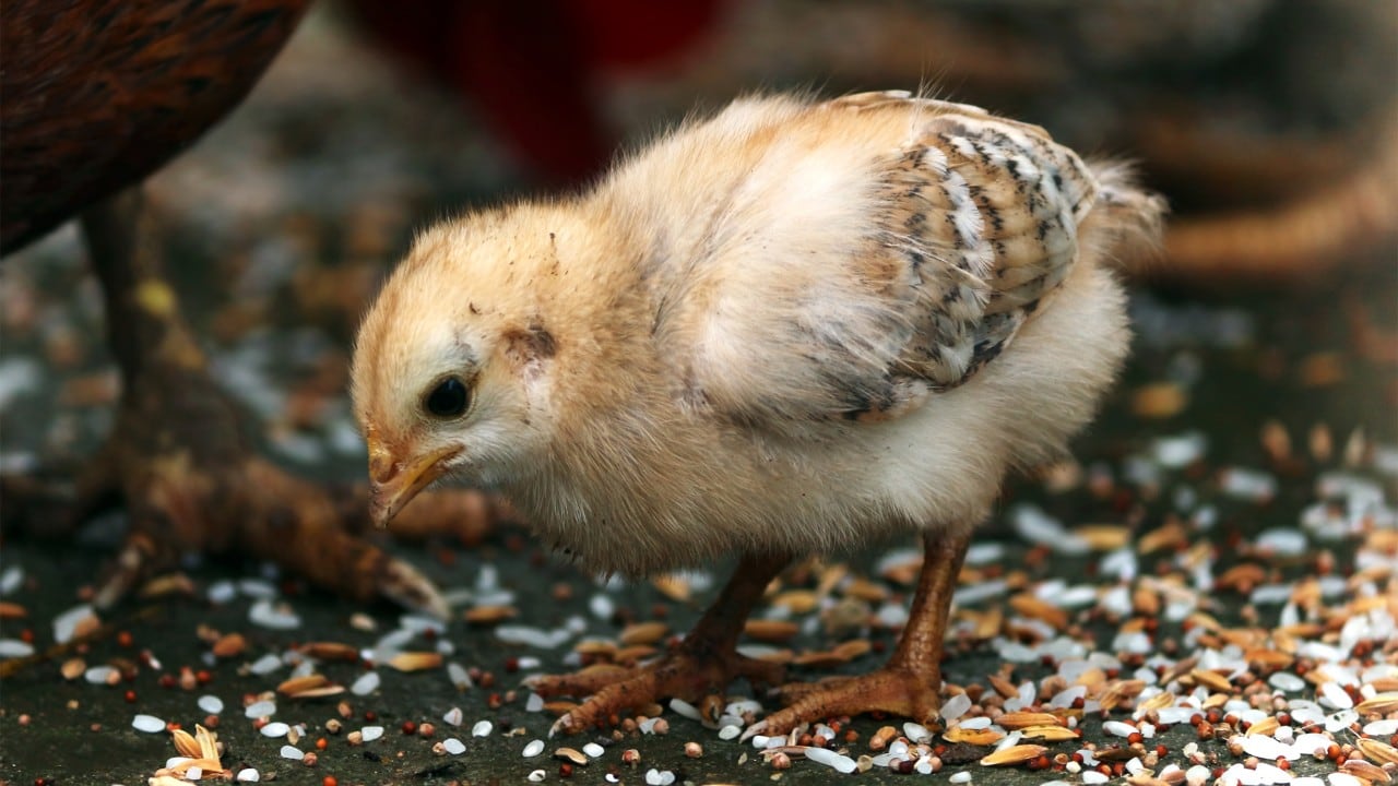 Pollito