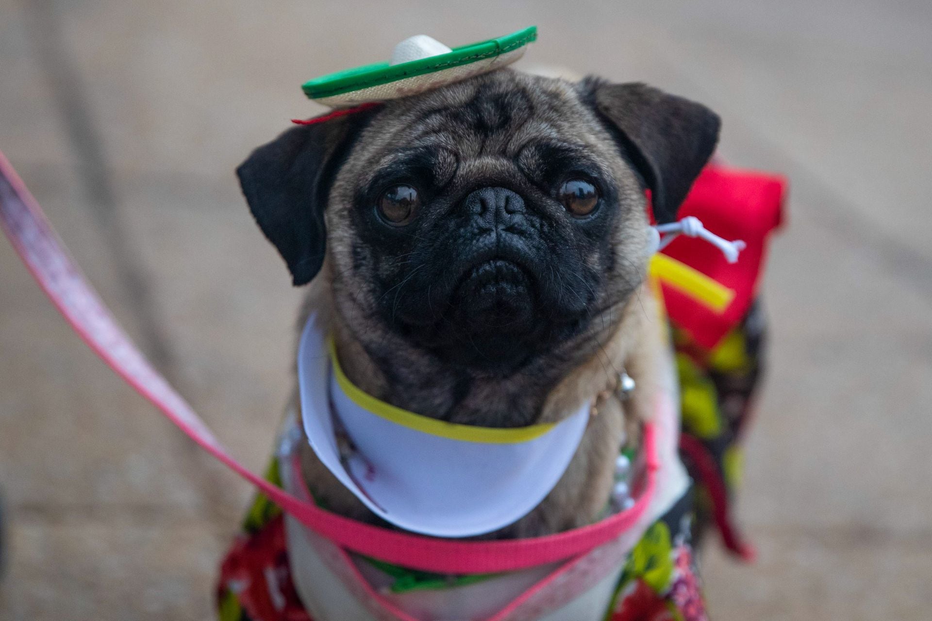 Perro Pug.