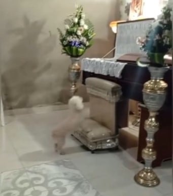 Perrito brincó hasta el ataúd de su dueño en pleno funeral y tiene a TikTok llorando