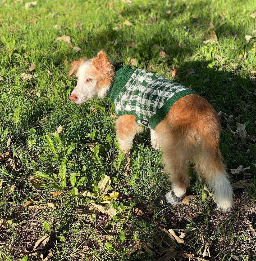 Mazapán, el perro influencer