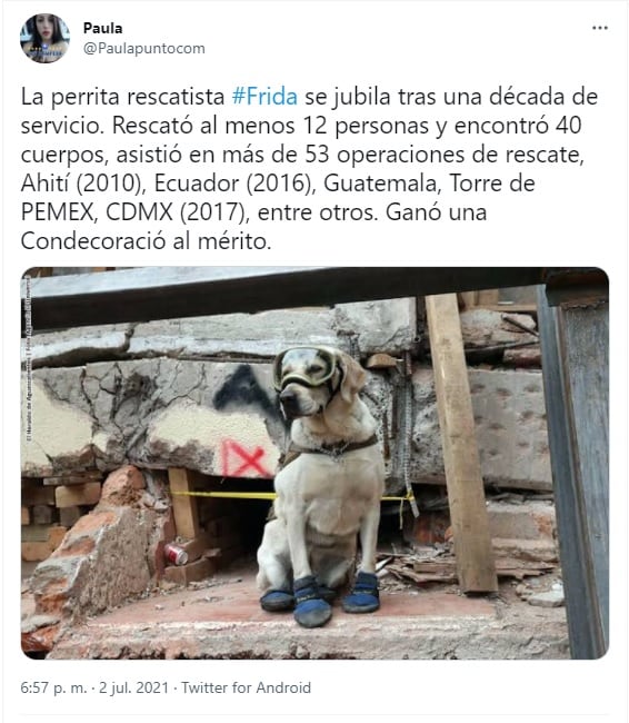 Aseguran que la perrita rescatista Frida se jubiló este 2021