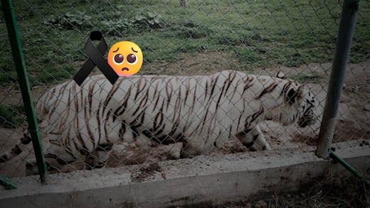 Encuentran muerto al tigre de bengala que escapó del Parque Animalia en Puebla tras lluvias
