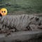 Encuentran muerto al tigre de bengala que escapó del Parque Animalia en Puebla tras lluvias