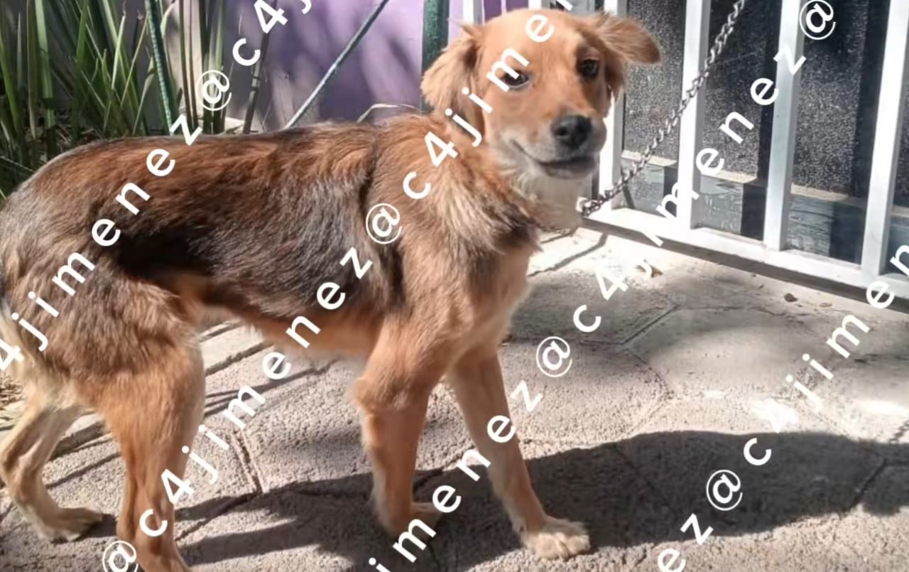 El video que exhibe a una pareja abandonando a un perrito en Tlatelolco