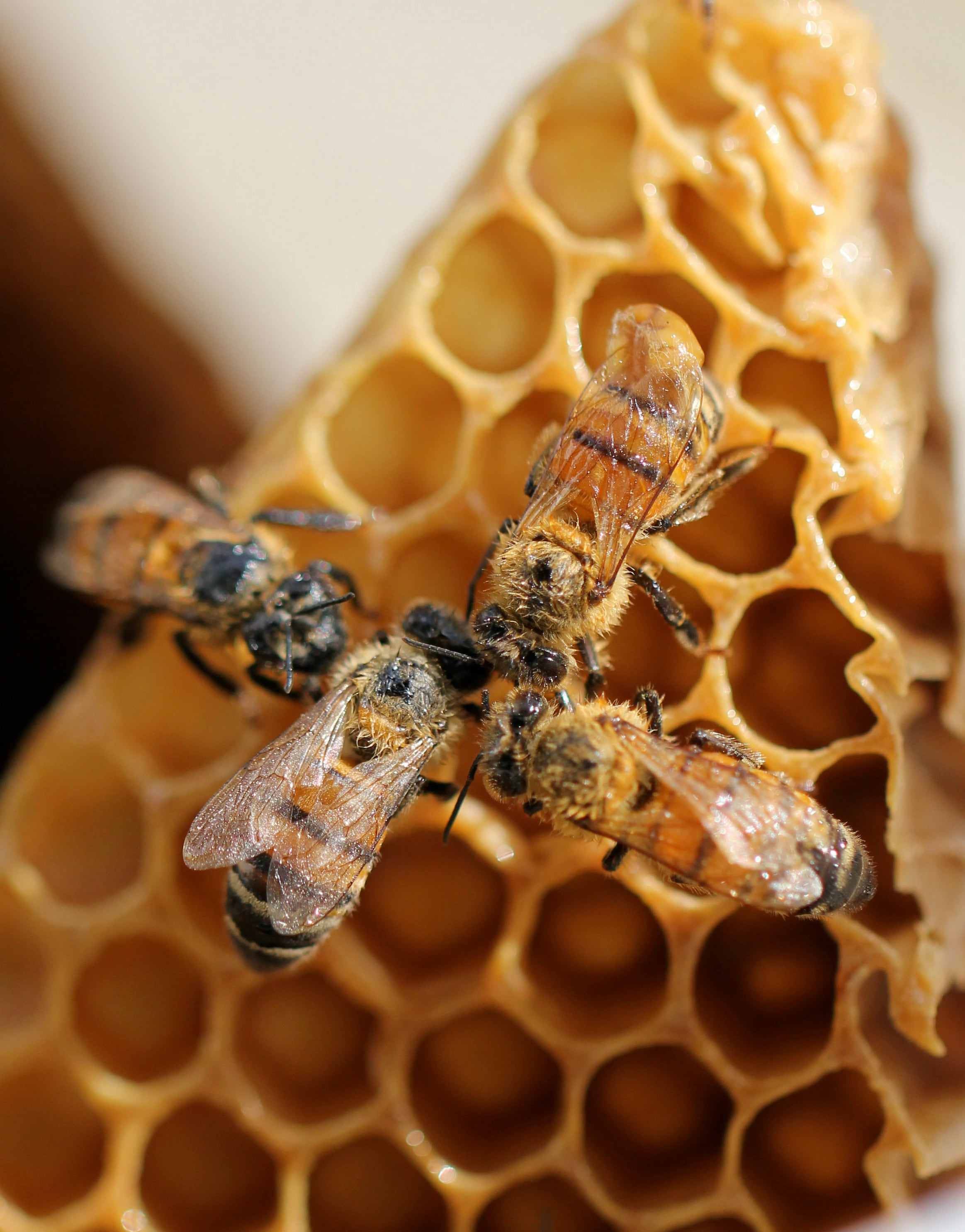 Este 20 de mayo es el Día Mundial de las Abejas