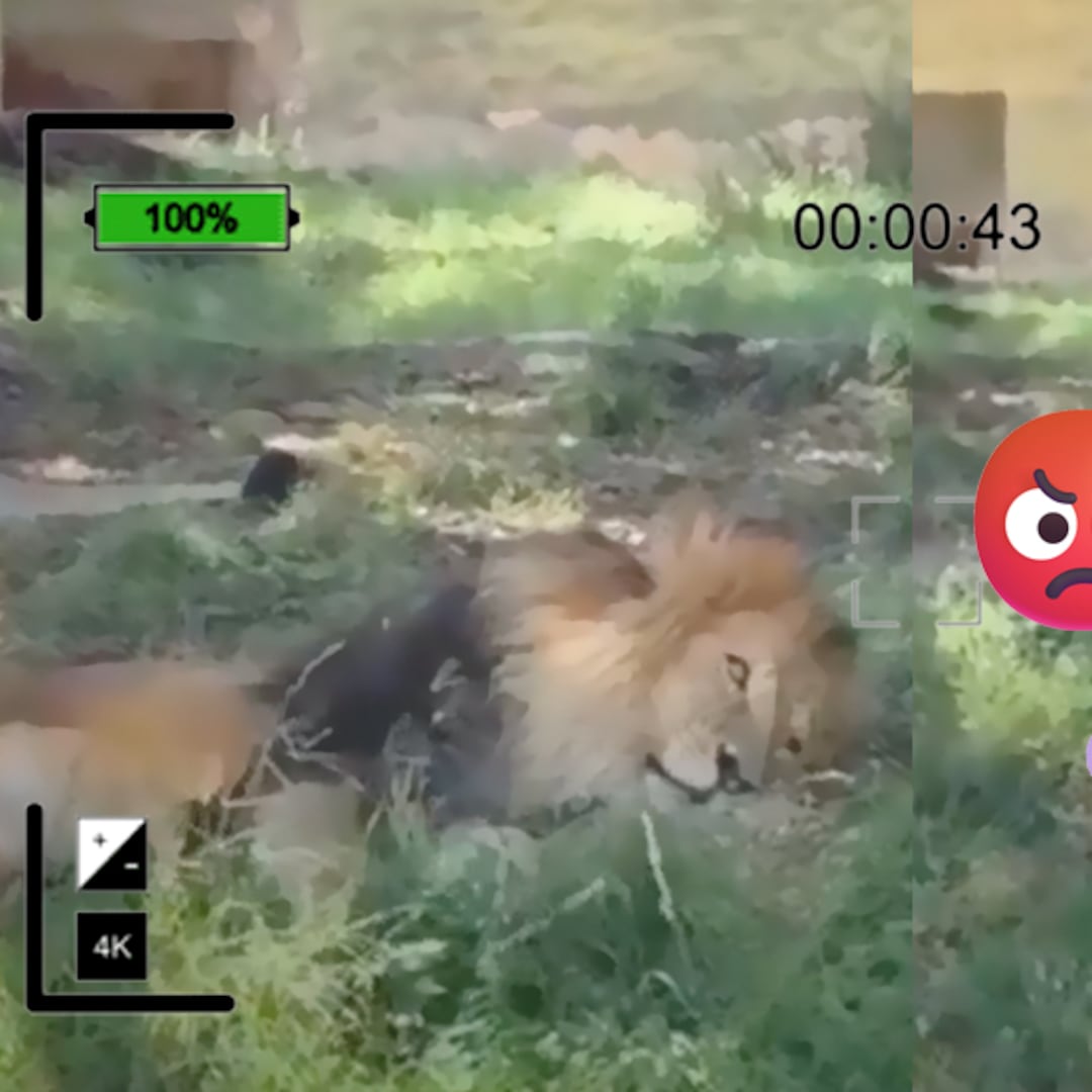 Video exhibe agresión a un león en zoológico de Guadalajara