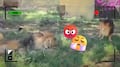 Video exhibe agresión a un león en zoológico de Guadalajara