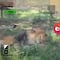 Video exhibe agresión a un león en zoológico de Guadalajara