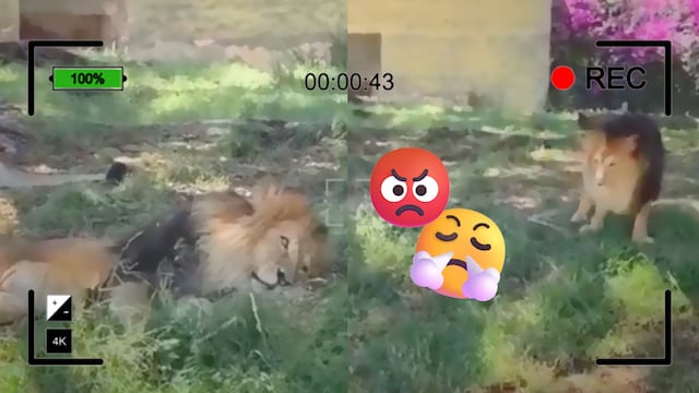 El caso ya fue reportado al zoológico de Guadalajara; usuarios exigen identificar y sancionar al responsable