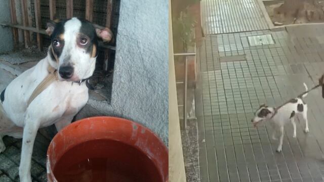 Saca a pasear a su perrita y la abandona