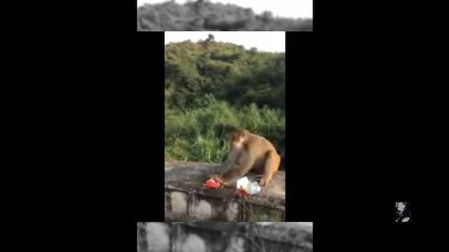 VIDEO: Arrojan bolsa de papas con petardo oculto a mono y muere