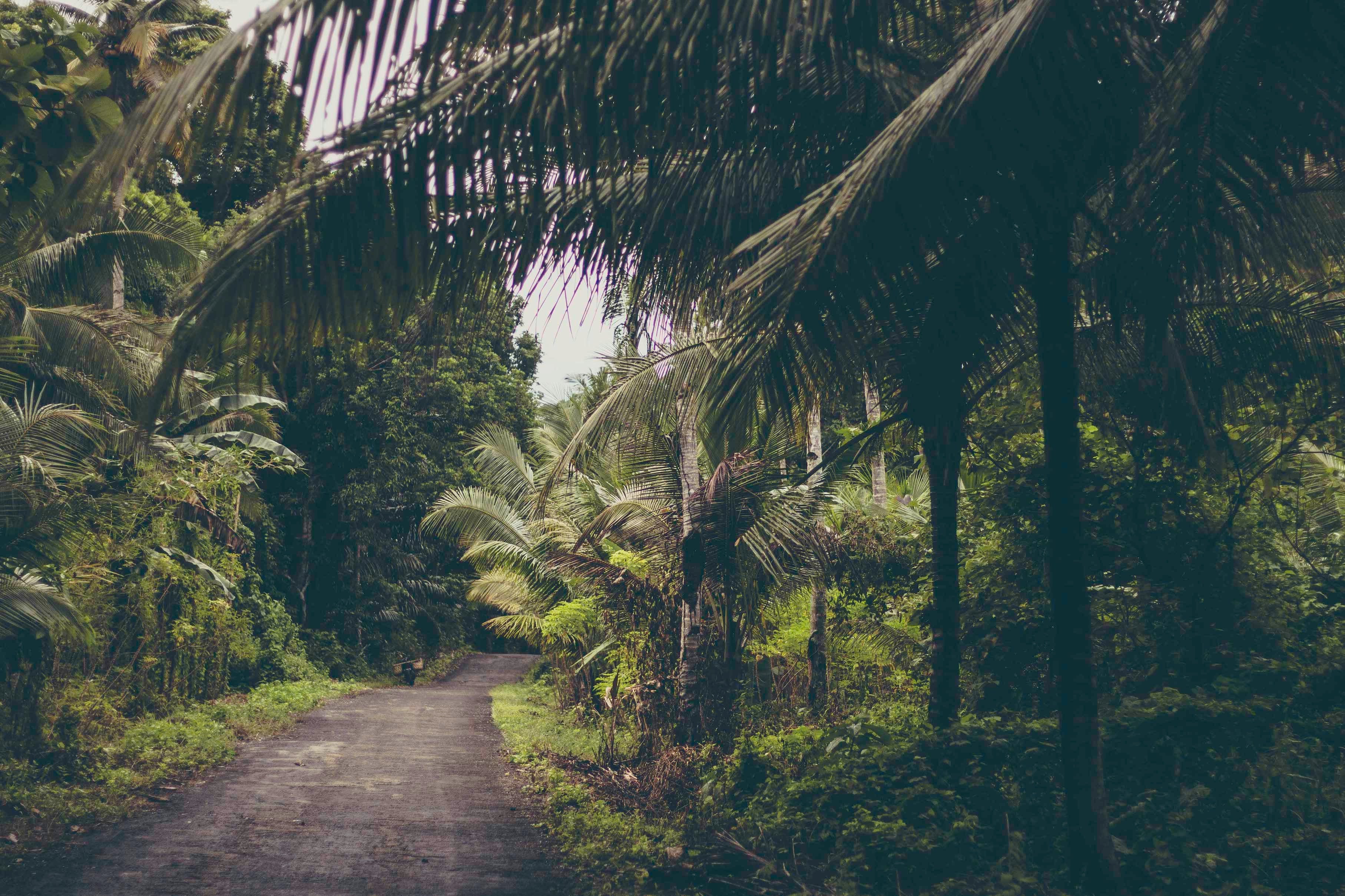 Día Internacional de la Preservación de los Bosques Tropicales