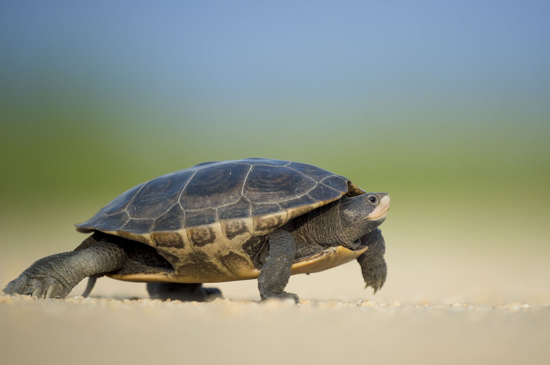Te decimos cuáles son las ofertas que tiene Petco para tus aves, peces o reptiles