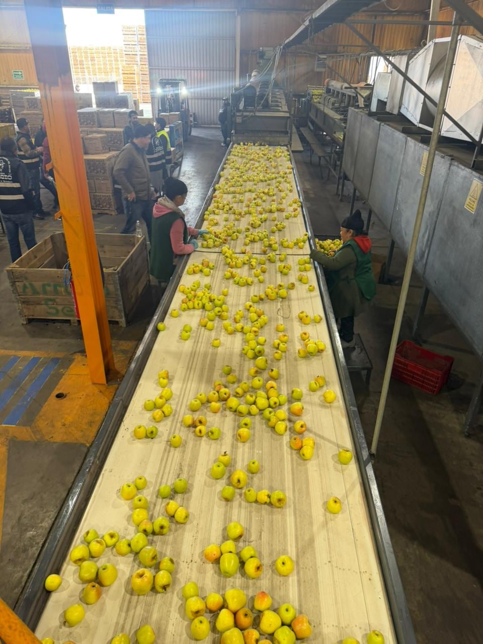 Manzanas Final El Indio renueva su modelo de negocio en colaboración con Balam.