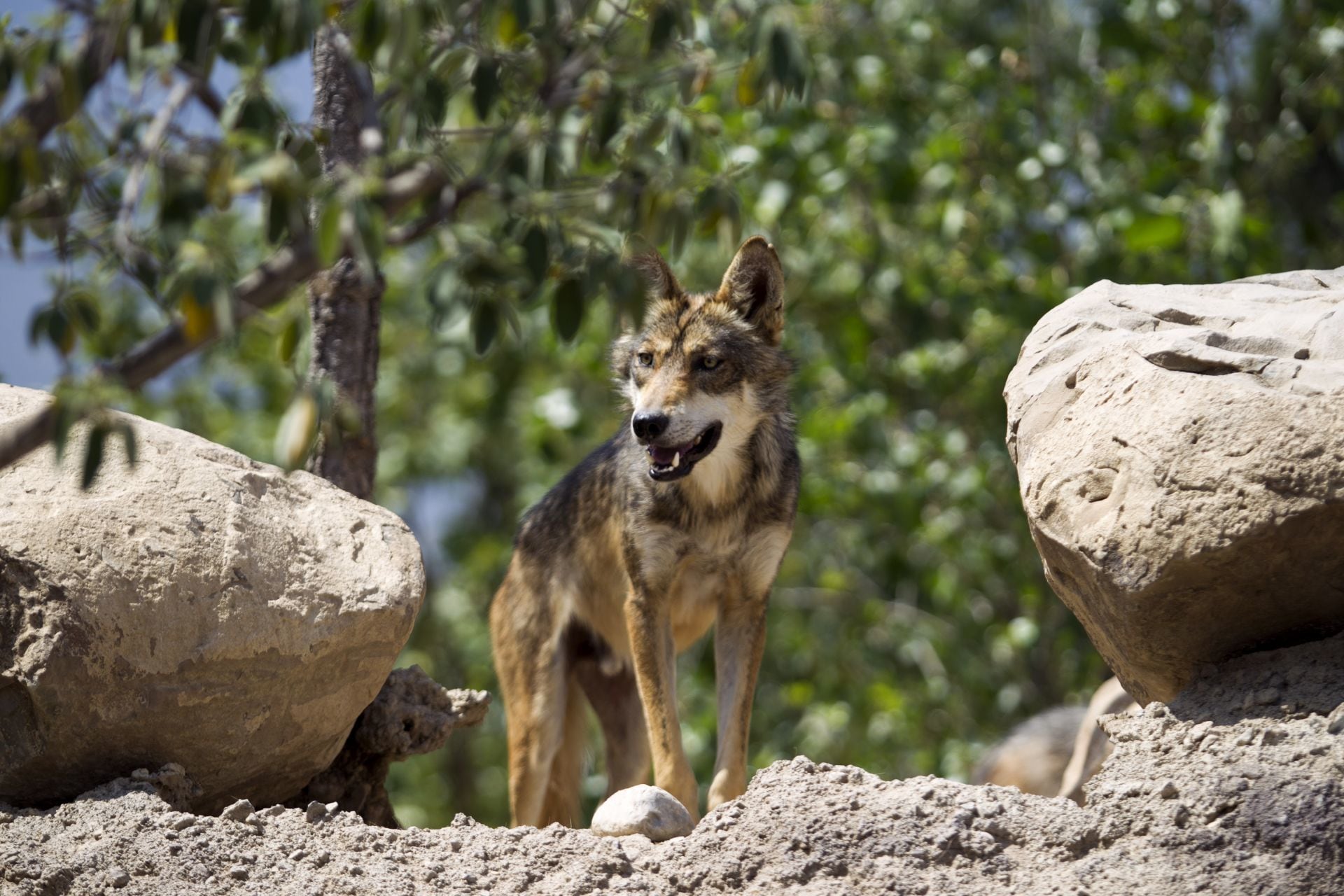 Lobo canadiense en peligro de extinción