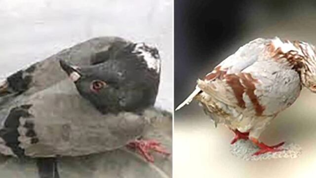 Palomas contagiadas con extraños virus que las convierte en 'zombies'