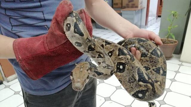 Animales rescatados por la Guardia Nacional