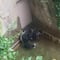 VIDEO: ¿Estaba el gorila protegiendo al niño que cayó en el Zoológico de Cincinnati?