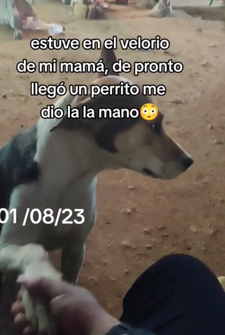 Perrito consuela a joven en el funeral de su mamá