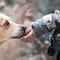 3 razones por las que no deberías abrazar a tu perro si realmente lo quieres