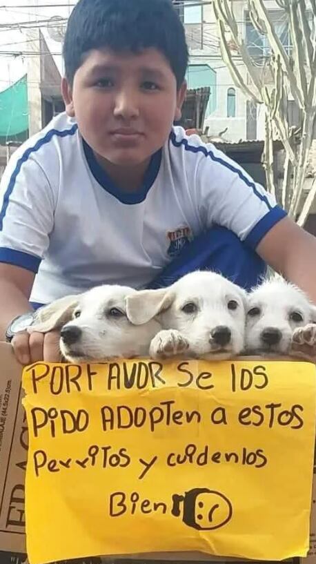 Niño salva a 3 perritos de la calle