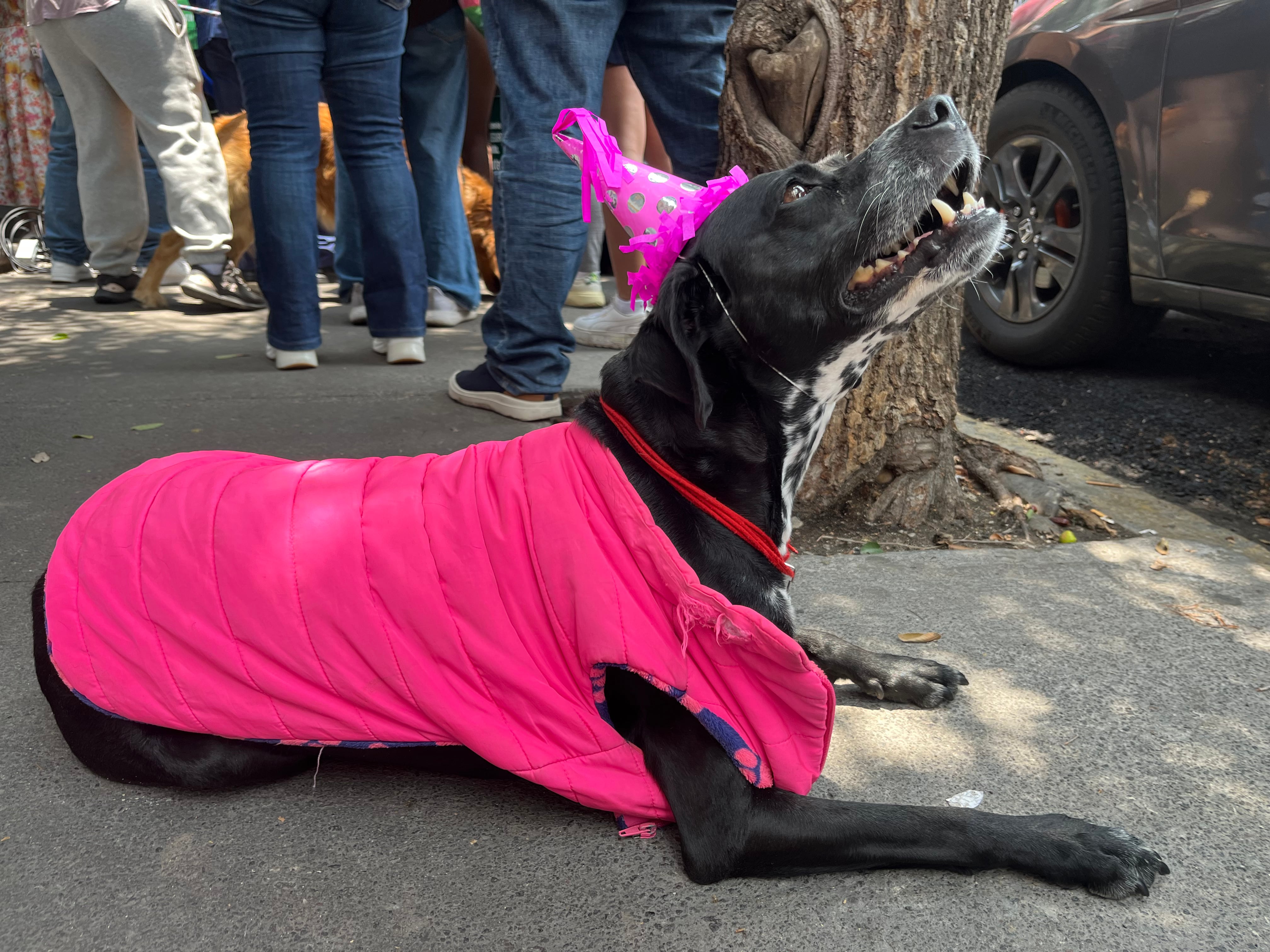Inauguración del primer consultorio veterinario de Simi Pet Care de Farmacias Similares en Escandón, CDMX