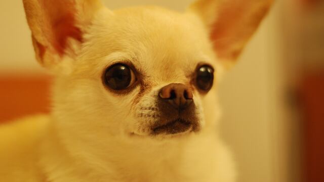 Perro chihuahua