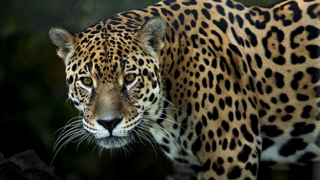 Jaguar
