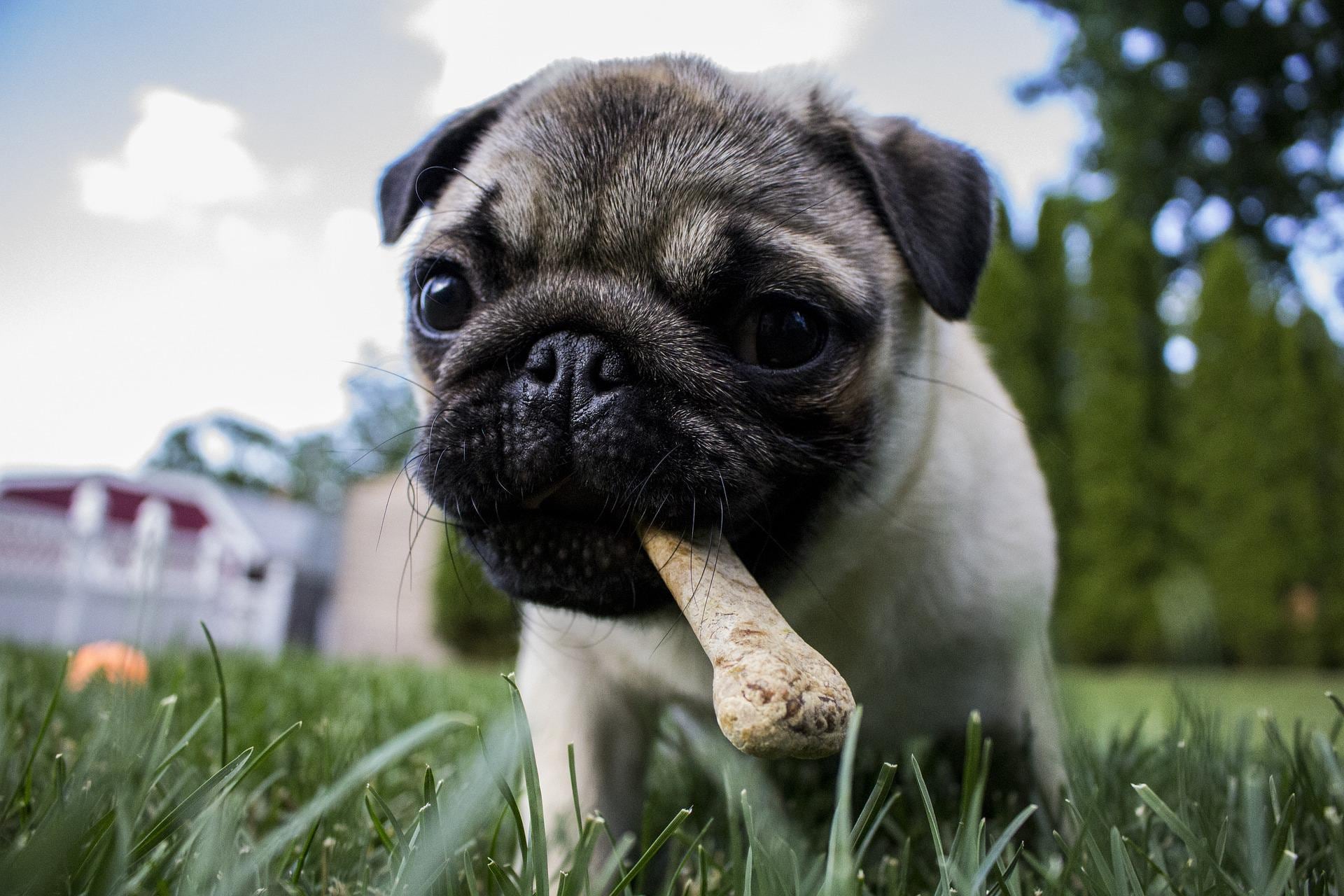 Perro pug con un hueso