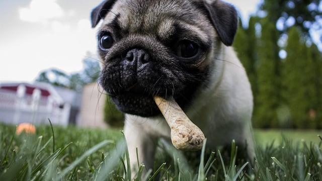 Perro pug con un hueso