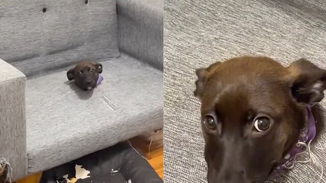VIDEO: ¿Cómo terminó así? TikTok se pregunta al ver a perro atrapado dentro de sillón
