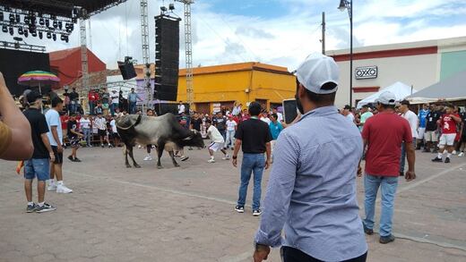 Entre críticas, sueltan toros en embalse de Tlacotalpan, Veracruz; ambientalistas acusan maltrato